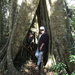 Hollow fig tree. by robz