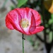 Poppy by susanharvey