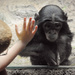 Don't Leave Me Hanging Baby Bonobo! by alophoto