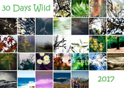 1st Jul 2017 - 30 Days Wild