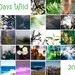 30 Days Wild by annied