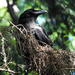 Raven by seattlite