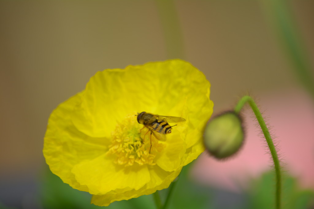 Yellow poppy and hoverfly.... by ziggy77