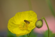 2nd Jul 2017 - Yellow poppy and hoverfly....