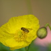 Yellow poppy and hoverfly.... by ziggy77