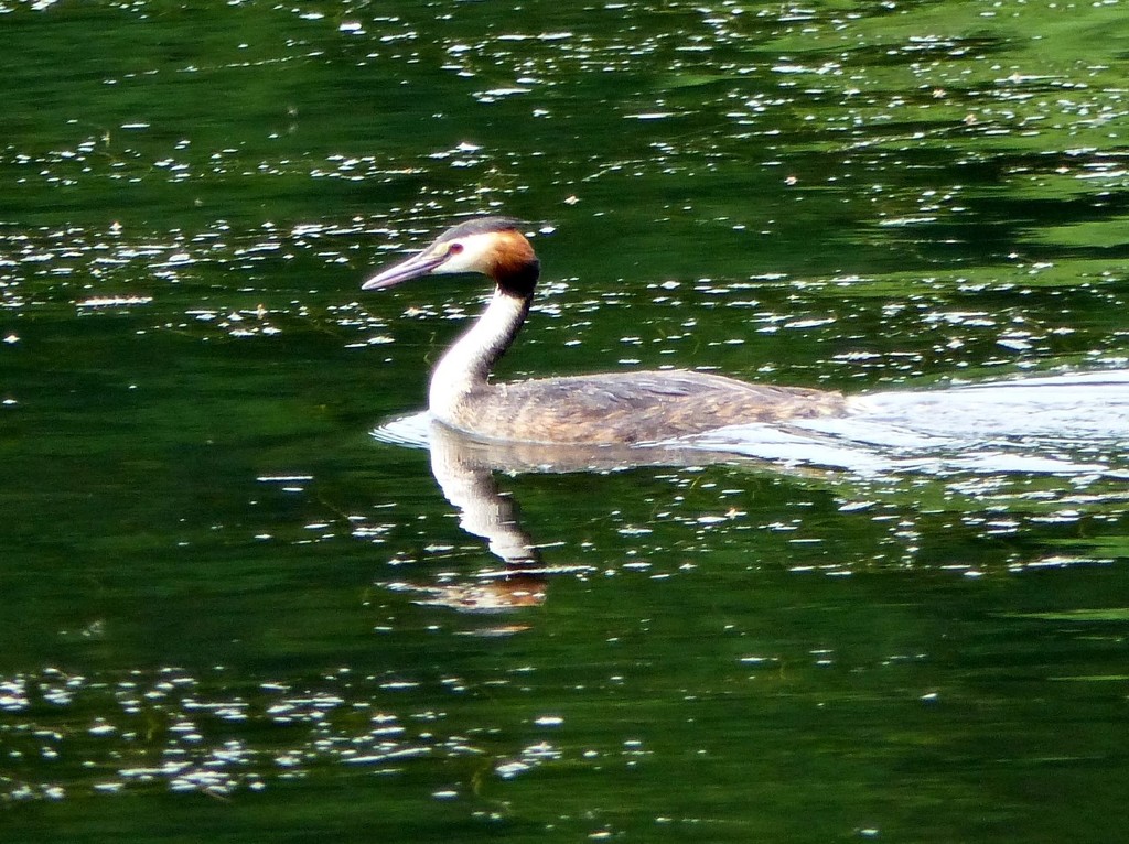  Great Crested Grebe  by susiemc