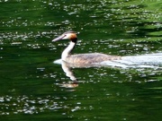 3rd Jun 2017 -  Great Crested Grebe 