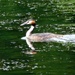  Great Crested Grebe  by susiemc