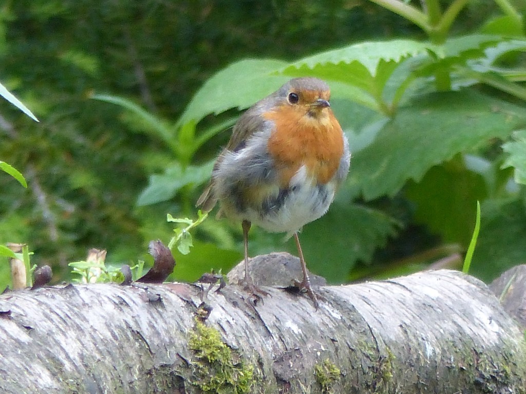  Scruffy Little Robin  by susiemc