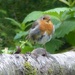  Scruffy Little Robin  by susiemc