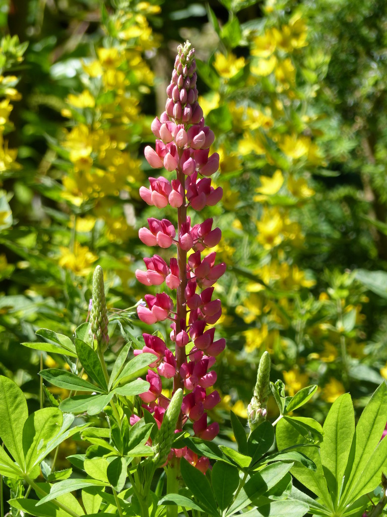  Lupin and Yellow Loosestrife  by susiemc