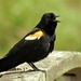 Red-wing Blackbird  by radiogirl