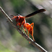 Red Wasp by ingrid01