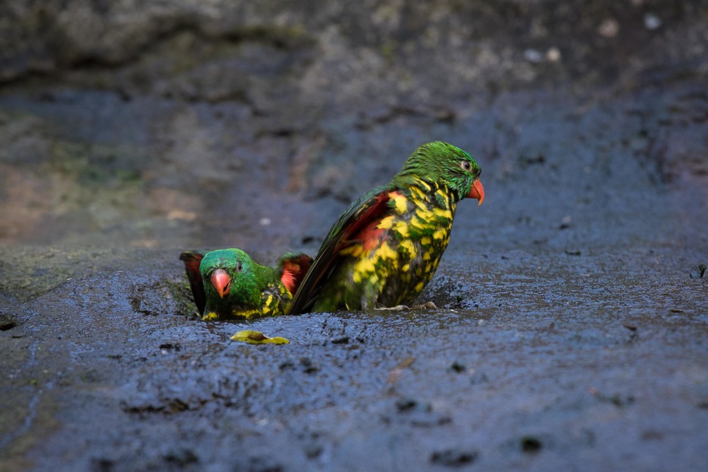 Parrots Emerging from Their Mud Bath by jyokota