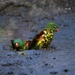 Parrots Emerging from Their Mud Bath by jyokota