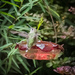 Hello hummingbird! by princessleia