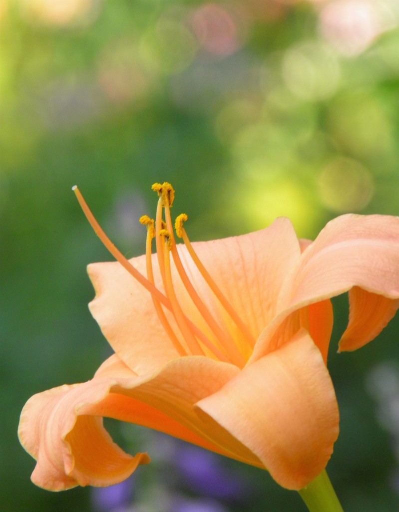 lily bokeh by daisymiller