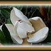 Magnolia, Symbol of the South by vernabeth