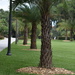 Palm Tree Lane by kathyrose