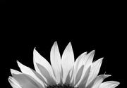 2nd Jul 2017 - Sunflower in the  Sun