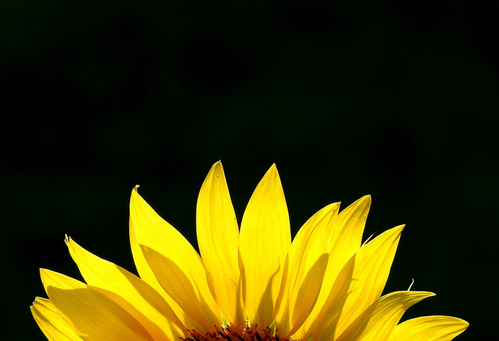 Sun-Flower! by homeschoolmom