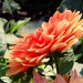 Flower Profile by digitalrn