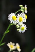 22nd May 2017 - Day 142: Daisies