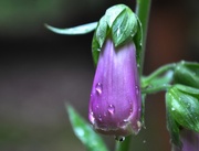 25th May 2017 - Day 145: FoxGlove Flowers 