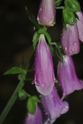 26th May 2017 - Day 146: FoxGloves