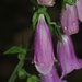Day 146: FoxGloves by jeanniec57
