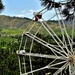highest ferris wheel in the world... by dmdfday