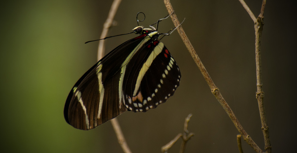 Another Zebrawing Butterfly!!! by rickster549