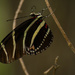 Another Zebrawing Butterfly!!! by rickster549