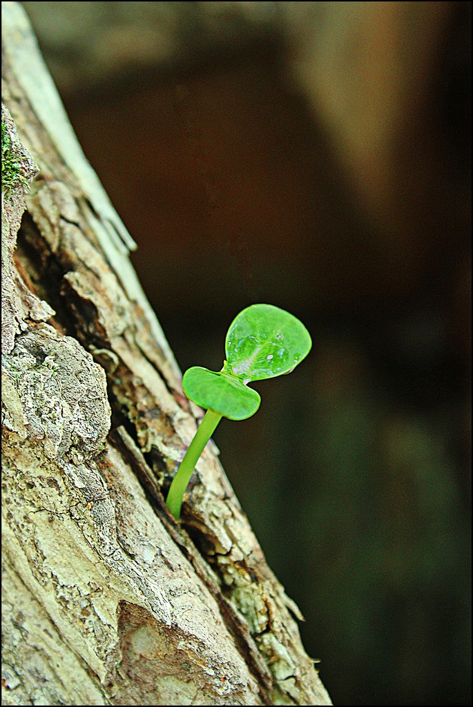 Bloom Where You're Planted by olivetreeann