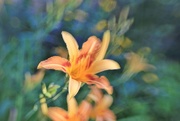 2nd Jul 2017 - LensBaby Lilies