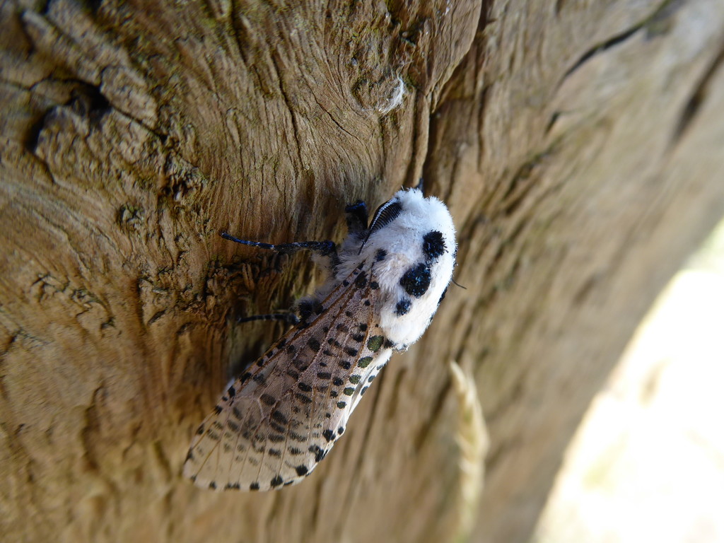 Moths of Lincolnshire 1.Leopard moth by steveandkerry