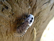 3rd Jul 2017 - Moths of Lincolnshire 1.Leopard moth