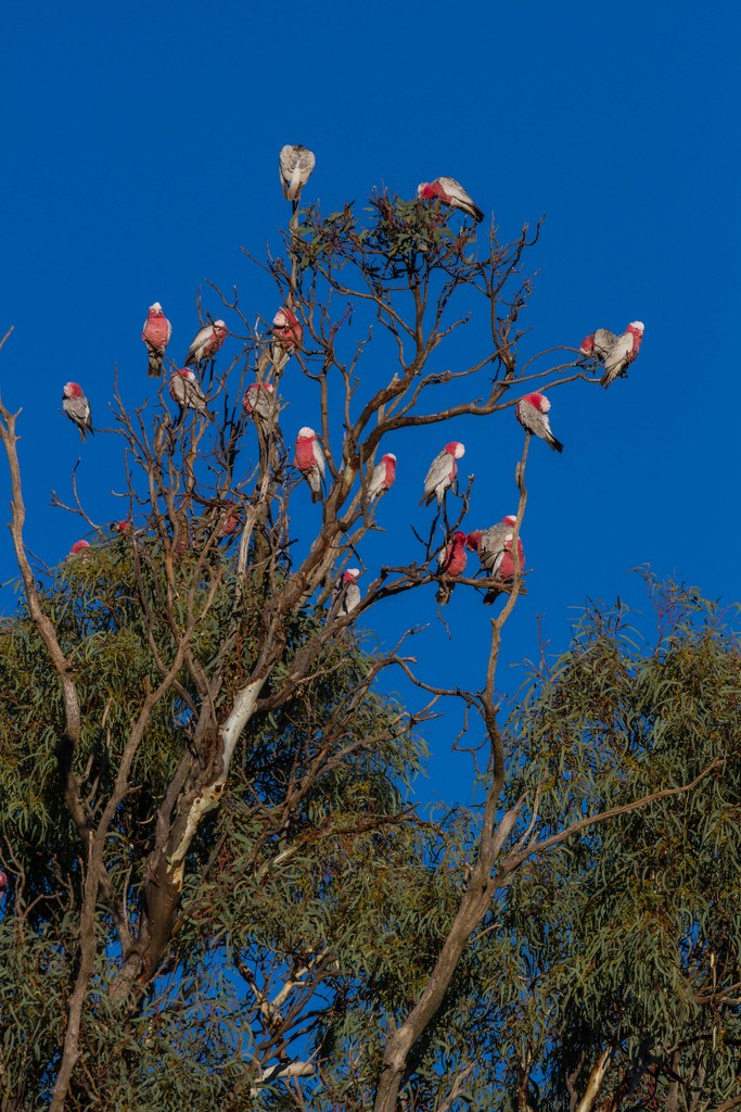 The flowering galah tree by pusspup