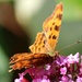  Comma Butterfly. by wendyfrost
