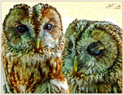 3rd Jul 2017 - Tawny Owls