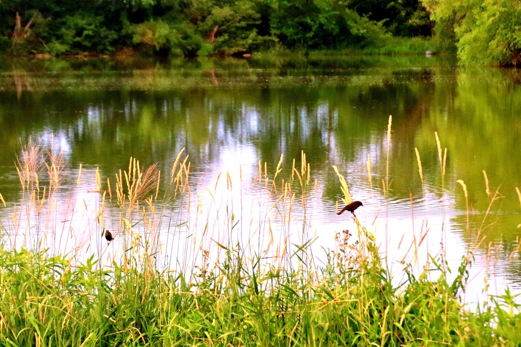 Pond by lynnz