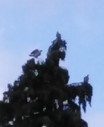 3rd Jul 2017 - 3 pigeons on top