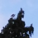 3 pigeons on top by jmdspeedy