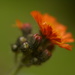 Fox and cubs wildflower...Orange Hawkweed Wildflower..... by ziggy77
