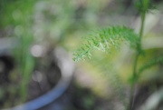 28th May 2017 - Day 148: Yarrow 