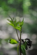 31st May 2017 - Day 151: Trumpet Vine cuttings....