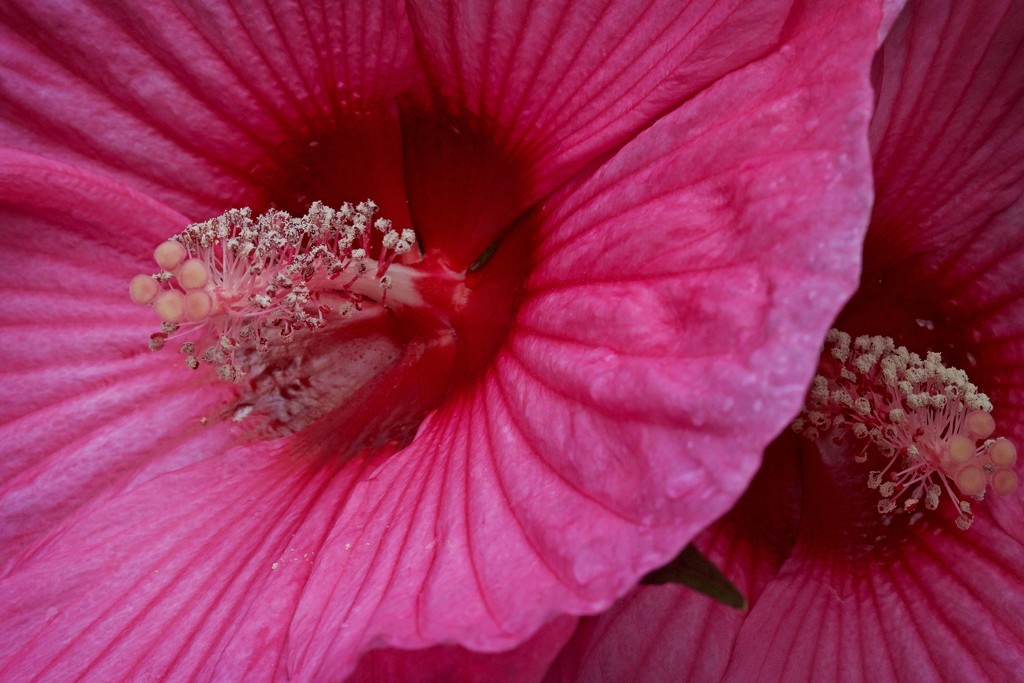 Hibiscus in bloom-LHG_8872  by rontu