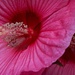 Hibiscus in bloom-LHG_8872  by rontu