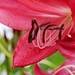 Crimson Lilies-LHG_8916  by rontu