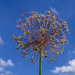Allium Seed Head. by tonygig
